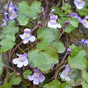 Cymbalaria muralis GM P9