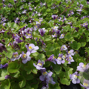 Cymbalaria muralis GM P9