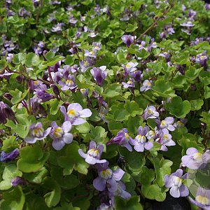 Cymbalaria muralis GM P9