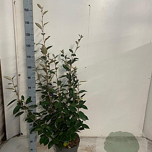 Elaeagnus ebbingei 60-80 cm 10L