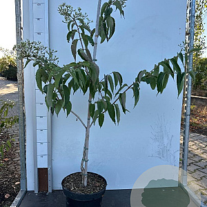 Heptacodium miconioides 100-125 cm 10L