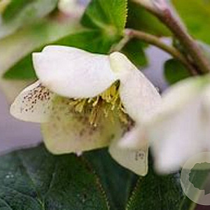 Helleborus o. 'D El. White Spotted' GM P9
