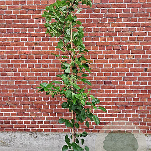 Hydrangea anomala petiolaris 125-150 cm 5,0L