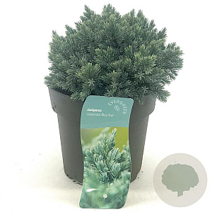Juniperus squamata 'Blue Star' 15-20 cm 2,0L