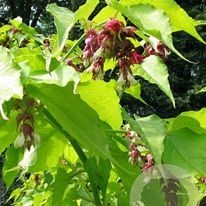Leycesteria formosa 'Notbruce' 30-40 cm 2,0L
