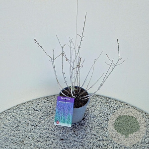 Perovskia 'Blue Spire' 40-45 cm 2,5L