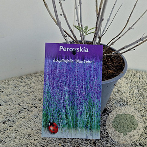 Perovskia 'Blue Spire' 40-45 cm 2,5L
