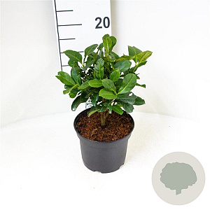 Prunus l. 'Anbri' 30-40 cm 3,0L