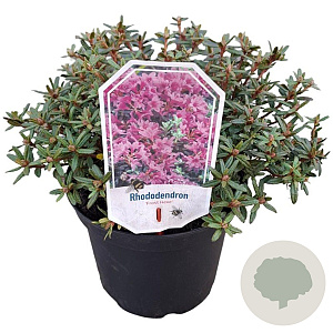 Rhododendron 'Frosthexe' 25-30 cm 3,5L