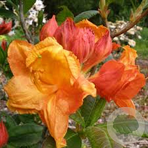 Rhododendron (AK) 'Glowing Embers' 30-40 cm 5,0L struik