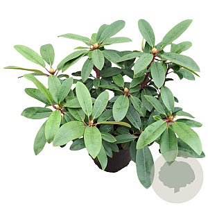 Rhododendron 'Hans Hachmann' 30-40 cm 5,0L struik