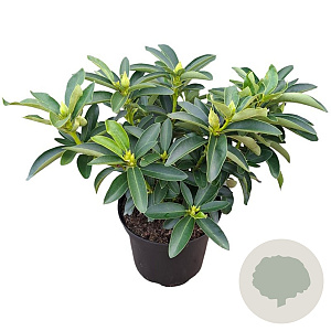Rhododendron 'Helen Martin' 30-40 cm 5,0L struik