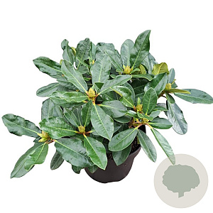 Rhododendron Hachmann's Picobello 30-40 cm 5,0L struik