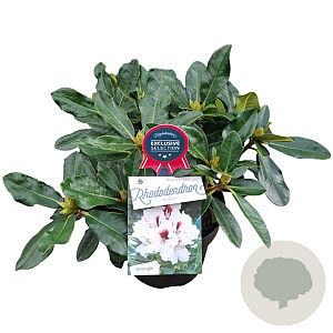 Rhododendron Hachmann's Picobello 30-40 cm 5,0L struik