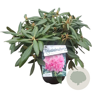 Rhododendron (Y) 'Kalinka' 30 cm 5,0L