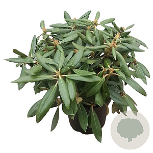 Rhododendron (Y) 'Kalinka' 30 cm 5,0L