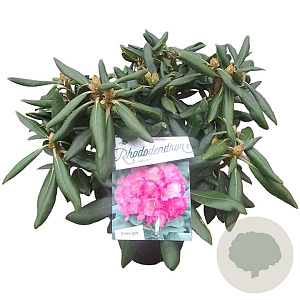 Rhododendron (Y) 'Polaris' 25-30 cm 5,0L