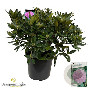 Rhododendron ponticum 60-70 cm 20L