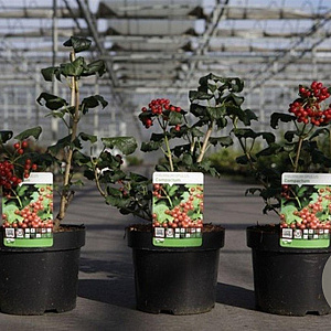 Viburnum opulus 'Compactum' 30-40 cm 3,0L