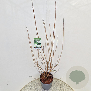 Viburnum opulus 'Roseum' 100-125 cm 10L