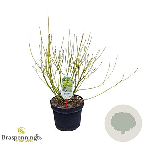 Cornus sericea 'Flaviramea' 80-100 cm 10L