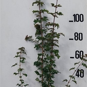 Acer campestre 125-150 cm 10L