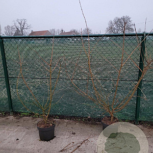 Acer campestre 125-150 cm 10L