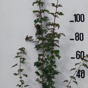 Acer campestre 125-150 cm 10L