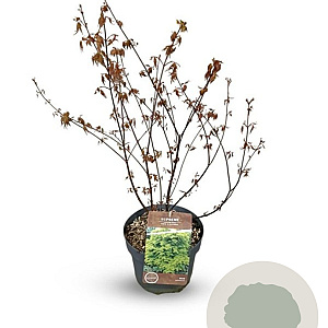 Acer palmatum 40-60 cm 4,0L
