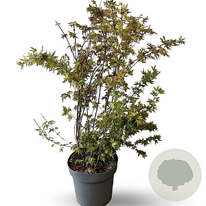 Acer palmatum 125-150 cm 12L