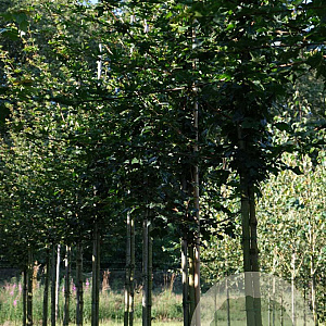 Acer campestre 'Elsrijk' 10-12 HO draadkluit