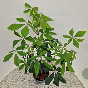 Aesculus parviflora 80-120 cm 5,0L