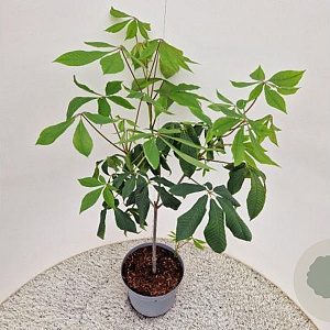 Aesculus parviflora 80-120 cm 5,0L