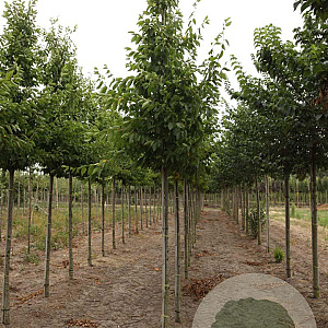Carpinus bet. 'Frans Fontaine' 12-14 HO draadkluit