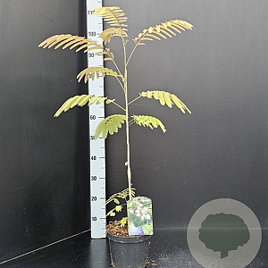 Albizia julibr. rosea 60-80 cm 3,0L