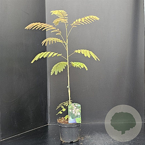 Albizia julibr. rosea 60-80 cm 3,0L