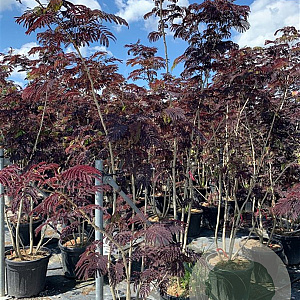 Albizia julibr. 'Summer Chocolate' 250-300 cm cont. 70L meerstammig