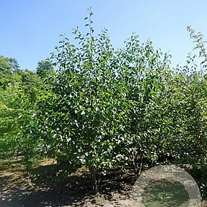 Alnus cordata 350-400 cm draadkluit meerstammig