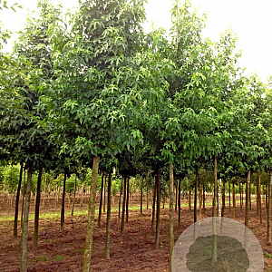 Liquidambar s. 'Worplesdon' 18-20 HO draadkluit