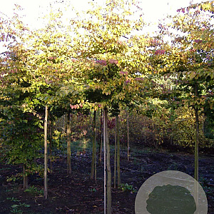 Parrotia persica 'Vanessa' 14-16 HO draadkluit