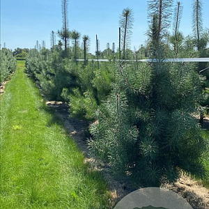 Pinus sylvestris 250-300 cm draadkluit solitair