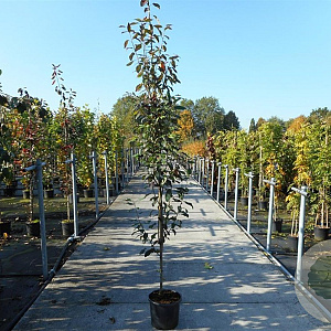 Amelanchier arborea 'Robin Hill' 250-300 cm 20L