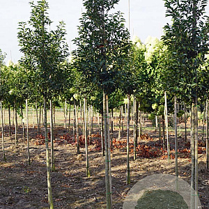 Prunus l. 'Angustifolia' 12-14 HO draadkluit