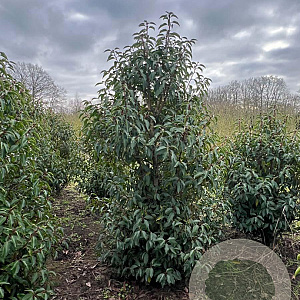 Prunus l. 'Angustifolia' 150-175 cm draadkluit struik