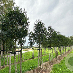 Prunus l. 'Angustifolia' 18-20 HO draadkluit