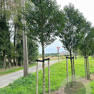 Prunus l. 'Angustifolia' 18-20 HO draadkluit