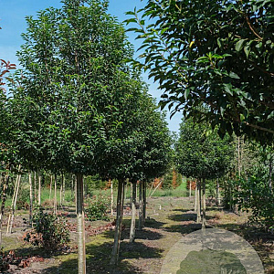 Prunus l. 'Angustifolia' 18-20 HO draadkluit