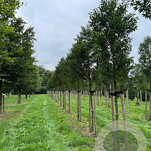 Prunus l. 'Angustifolia' 20-25 HO draadkluit