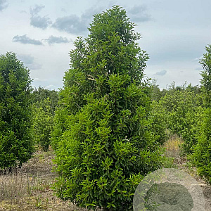 Prunus l. 'Angustifolia' 300-350 cm draadkluit struik