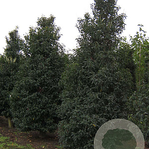 Prunus l. 'Angustifolia' 300-350 cm draadkluit struik